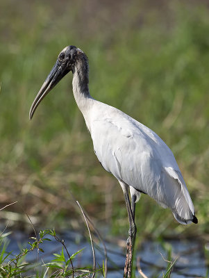 Wood Stork _3049799.jpg