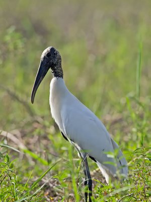 Wood Stork _3049808.jpg