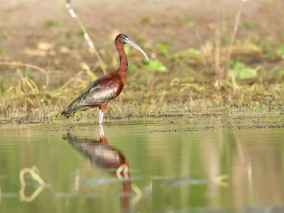 Glossy Ibis _3049564.jpg