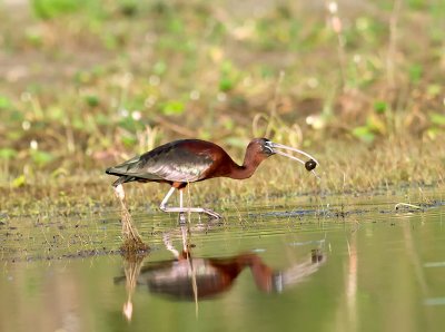 Glossy Ibis _3049574.jpg