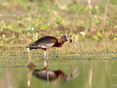 Glossy Ibis _3049576.jpg