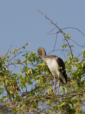 Limpkin _3049605.jpg