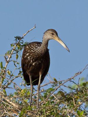 Limpkin _3049624.jpg