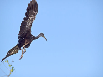 Limpkin _3049629.jpg