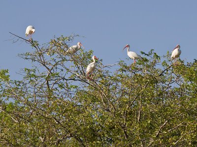 White Ibis _3040297.jpg