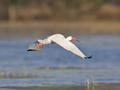 White Ibis _3049526.jpg