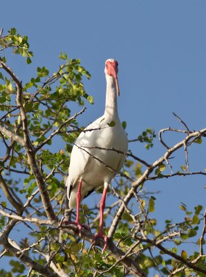 White Ibis _3049602.jpg