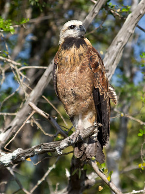 Black-collared Hawk adult _3049690.jpg