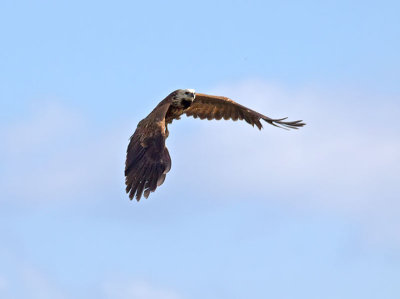 Black-collared Hawk juvenile _3049754.jpg