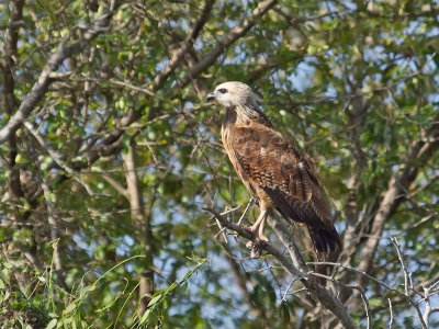 Black-collared Hawk juvenile _3049760.jpg