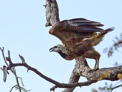Black-collared Hawk juvenile _3049768.jpg