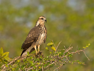 Snail Kite female _3049515.jpg