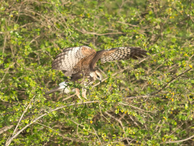Snail Kite female _3049524.jpg