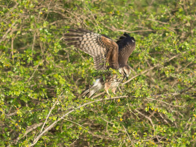 Snail Kite female _3049525.jpg