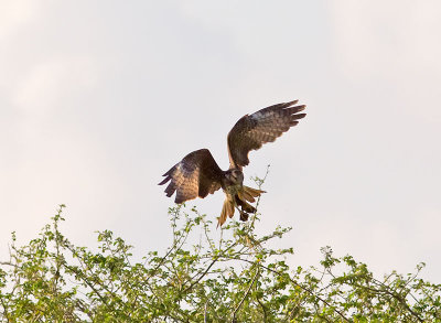 Snail Kite female _3049530.jpg