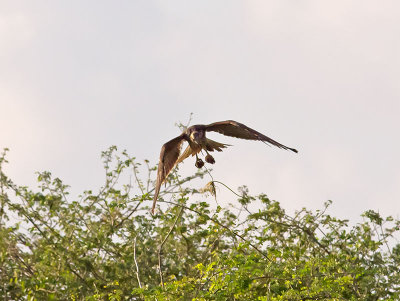 Snail Kite female _3049531.jpg