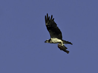 Osprey _3039478.jpg