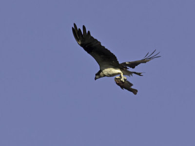 Osprey _3039480.jpg