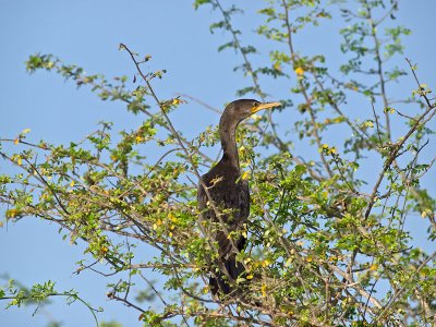 Double-crested Cormorant _3049613.jpg