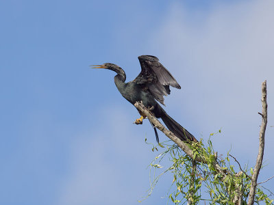 Double-crested Cormorant _3049781.jpg