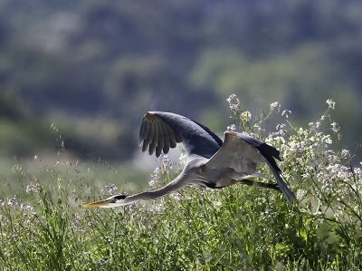 Herons