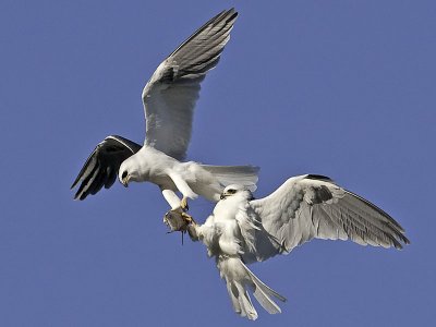 White-tailed Kites, Hand-off _5032387.jpg