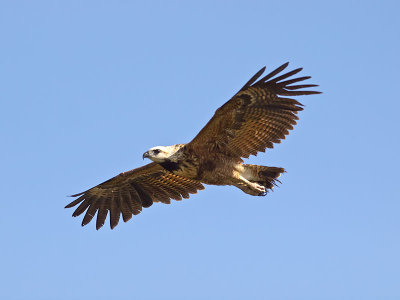 Black-collared Hawk juvenile _3049758.jpg