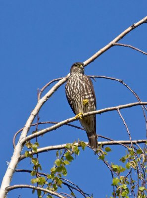 Black Merlin adult _3300706.jpg