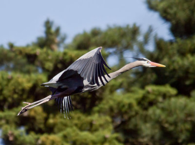 Great Blue Heron _4041263-2.jpg