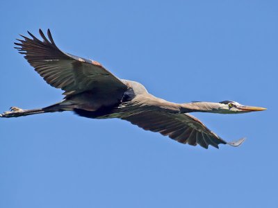 Great Blue Heron _4041440.jpg