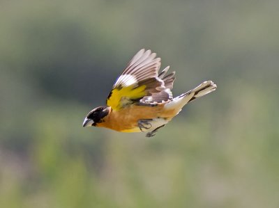 Black-headed Grosbeak male _4162277.jpg