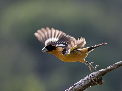 Black-headed Grosbeak male _4162364.jpg