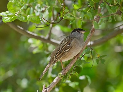 Golden-crowned Sparrow _4162179.jpg