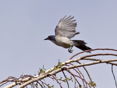 Western Scrub Jay _3250342-2.jpg
