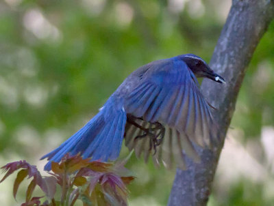 Western Scrub-Jay _4172466.jpg