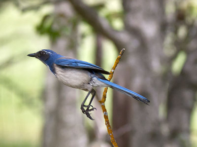 Western Scrub-Jay _4172589.jpg