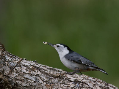 White-breasted Nuthatch _4172512.jpg