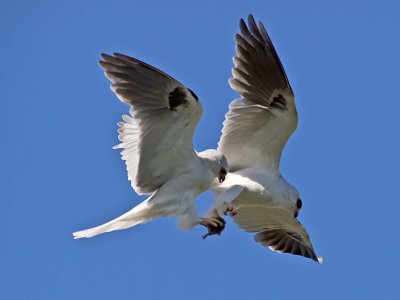 White-tailed Kites _4293077.jpg