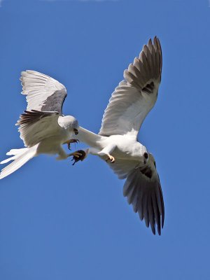 White-tailed Kites _4293078.jpg