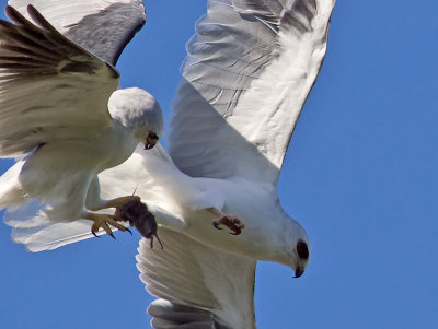 White-tailed Kites _4293079.jpg