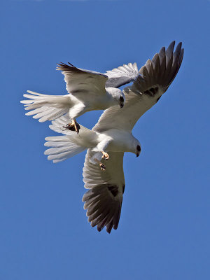 White-tailed Kites _4293080.jpg