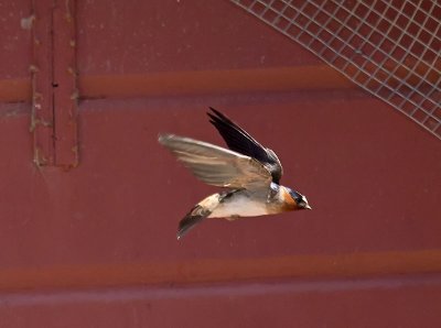 Cliff Swallow _5013631.jpg