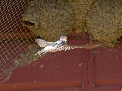 Cliff Swallow _5013632.jpg