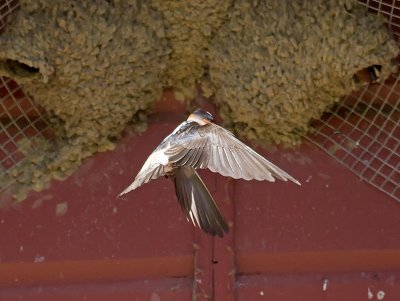 Cliff Swallow _5013633.jpg