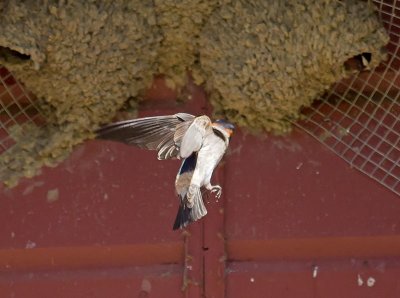 Cliff Swallow _5013634.jpg