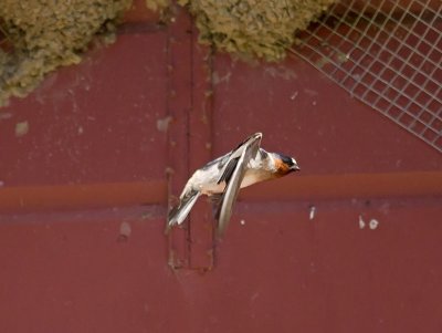 Cliff Swallow _5013635.jpg