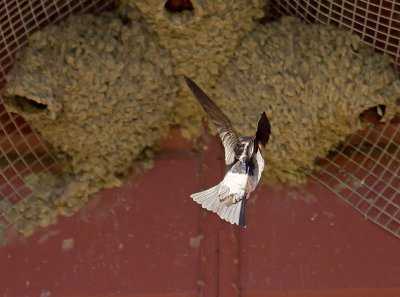 Cliff Swallow _5013636.jpg