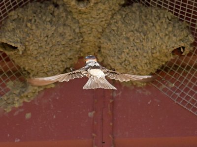Cliff Swallow _5013637.jpg