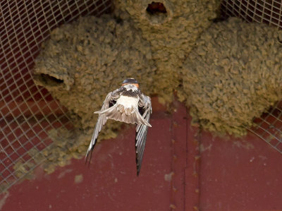 Cliff Swallow _5013638.jpg
