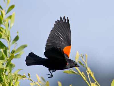 Red-winged Blackbird _5140592.jpg